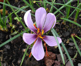 Crocus sativus